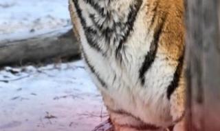 虎年送给孩子的吉祥话 虎年送给孩子的吉祥话