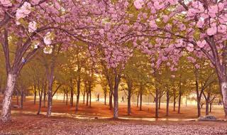 你在我心里下了一场雨