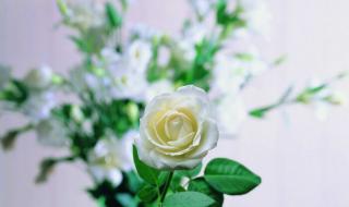 红玫瑰与白玫瑰张爱玲 红玫瑰与白玫瑰张爱玲