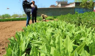 大年三十供品摆几个好 大年三十供品摆几个好