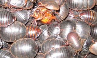 土元养殖是真的吗