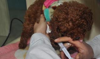 小狗拉稀了怎么办