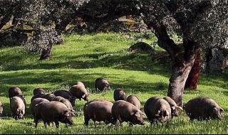 西班牙人名怎么称呼 西班牙人名怎么称呼